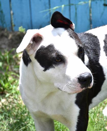 Flapjack, a ADOPTABLE mixed breed in Inverness, FL image 4/4
