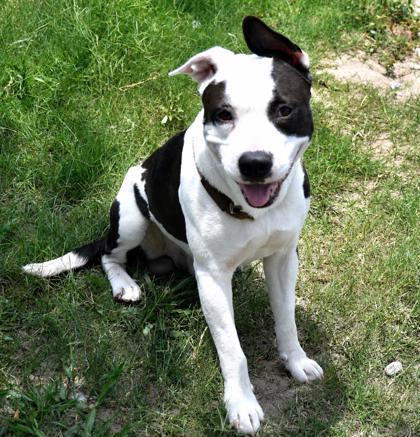 Flapjack, ADOPTABLE, Young Male American Staffordshire Terrier & Pit Bull Terrier.