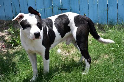 Flapjack, a ADOPTABLE mixed breed in Inverness, FL image 2/4