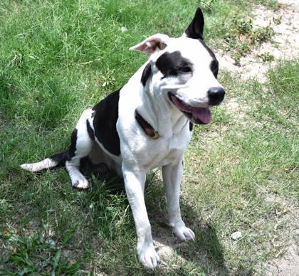 Flapjack, a ADOPTABLE mixed breed in Inverness, FL image 3/4