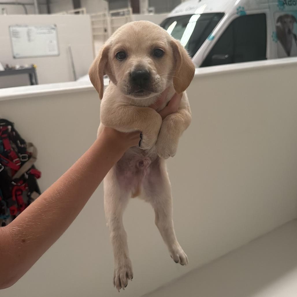 Bean, adopted, Puppy Male Labrador Retriever.