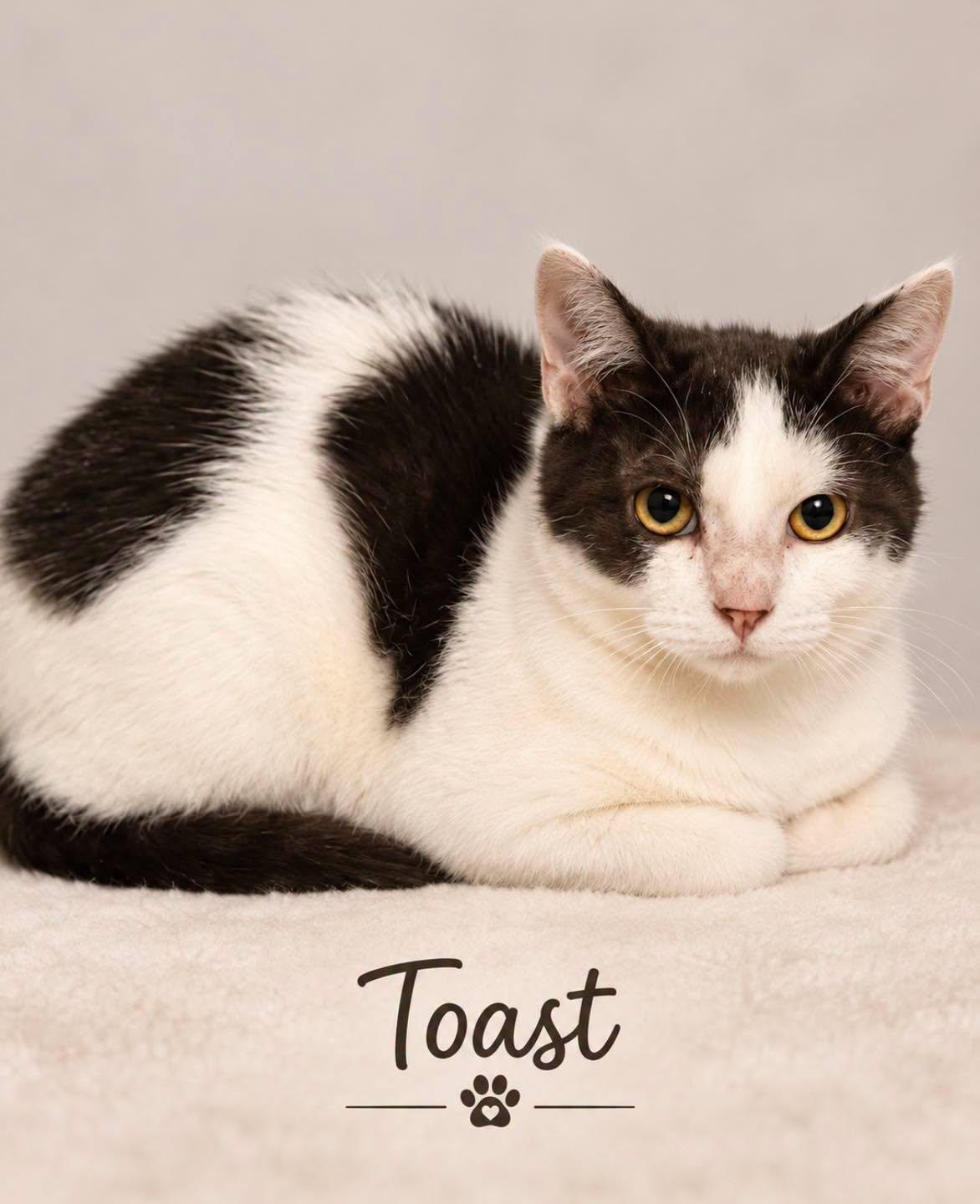 Toast, Adoptable, Kitten Female American Shorthair.