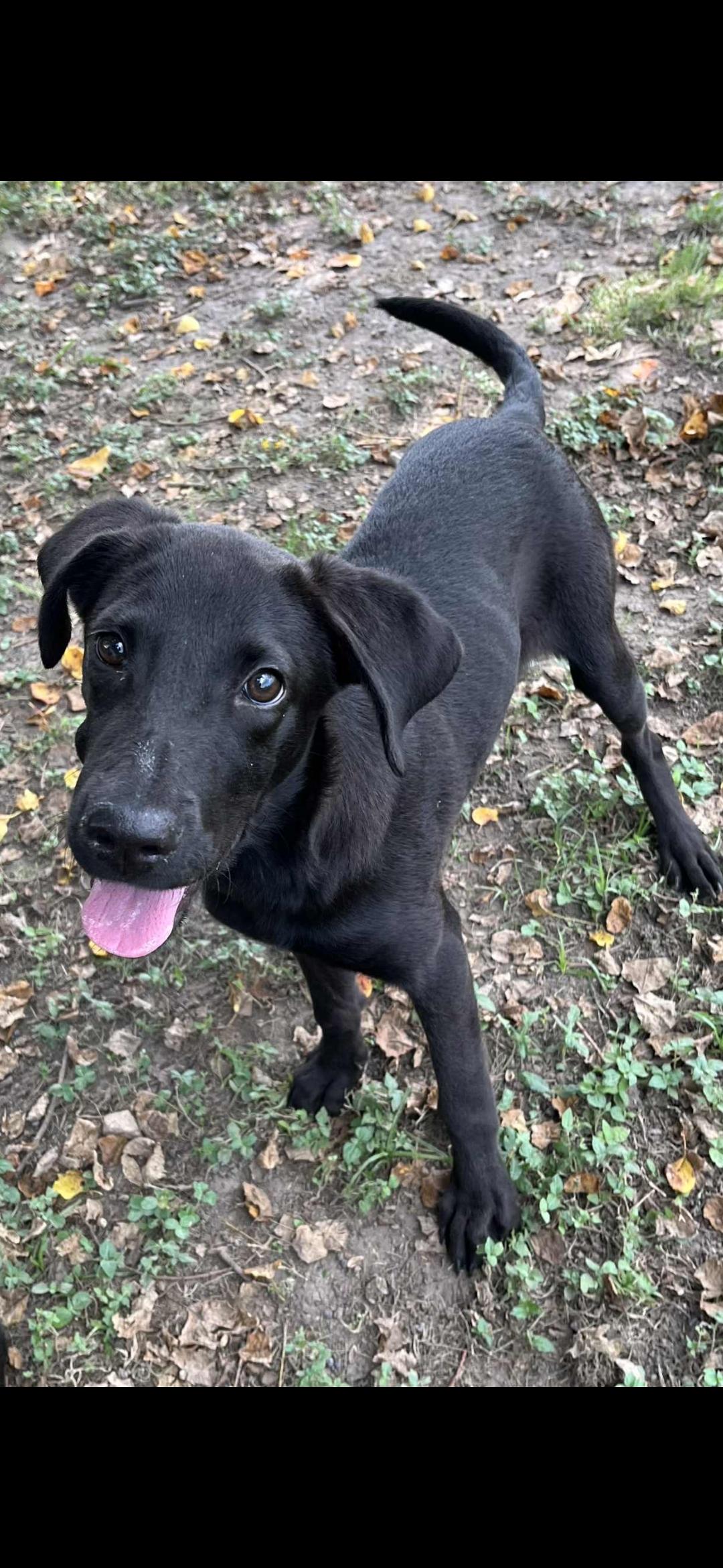 Rayne, a Adoptable Black Labrador Retriever in Kaplan, LA image 1/2