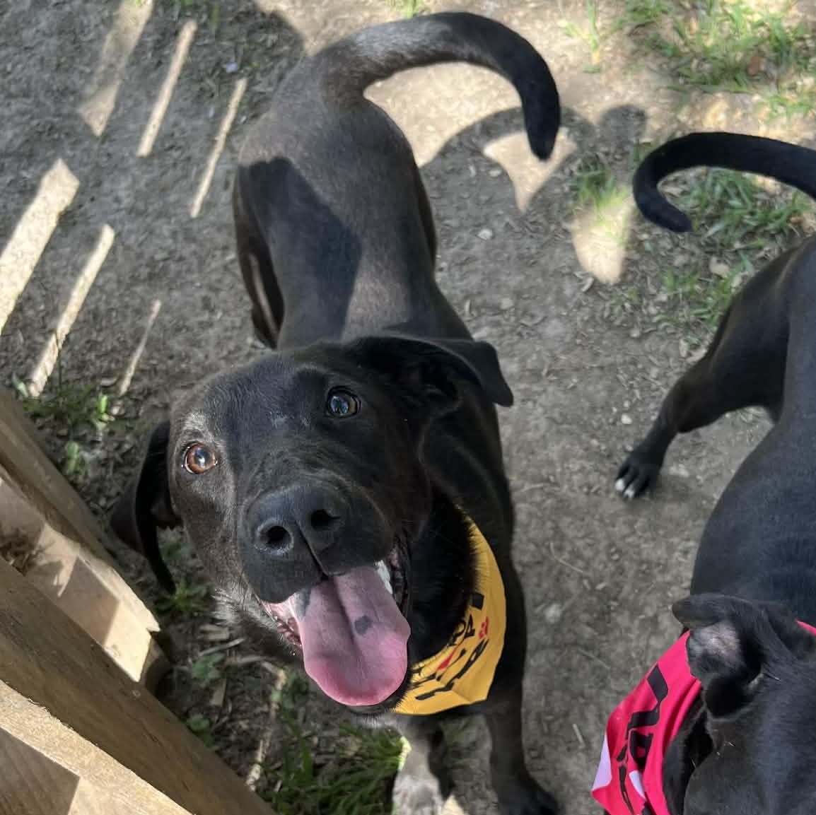 Rayne, a Adoptable Black Labrador Retriever in Kaplan, LA image 2/4