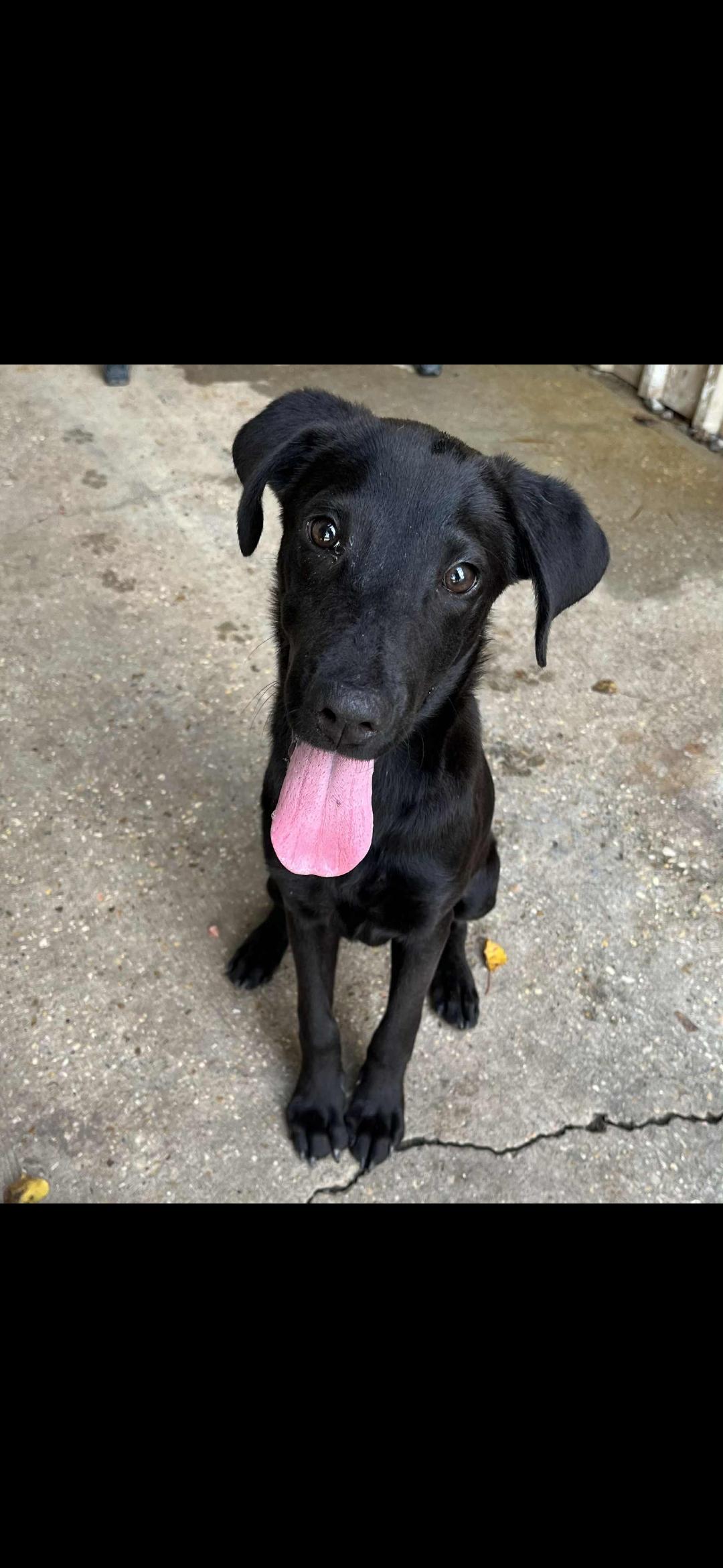 Rayne, a Adoptable Black Labrador Retriever in Kaplan, LA image 2/2