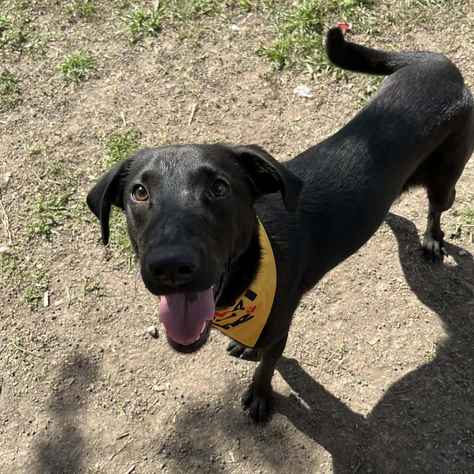 Rayne, a Adoptable Black Labrador Retriever in Kaplan, LA image 1/4