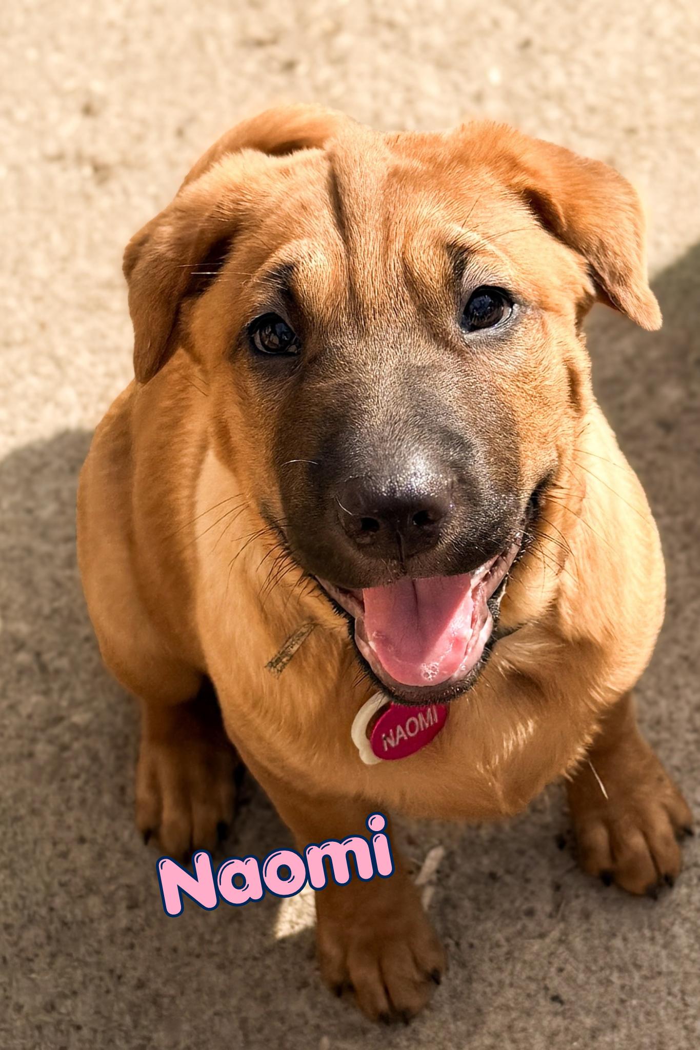 Naomi, Adoptable, Puppy Female Shar-Pei & Black Mouth Cur.