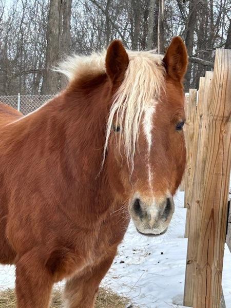 Enlarge Norman, a Adoptable mixed breed in Stratham, NH image 1/3