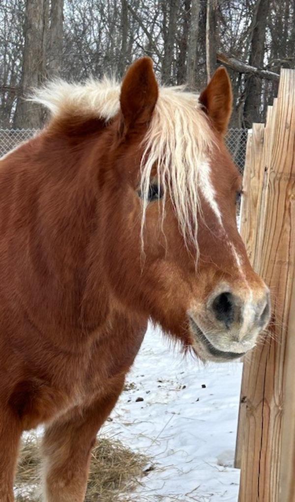 Enlarge Norman, a Adoptable mixed breed in Stratham, NH image 2/3