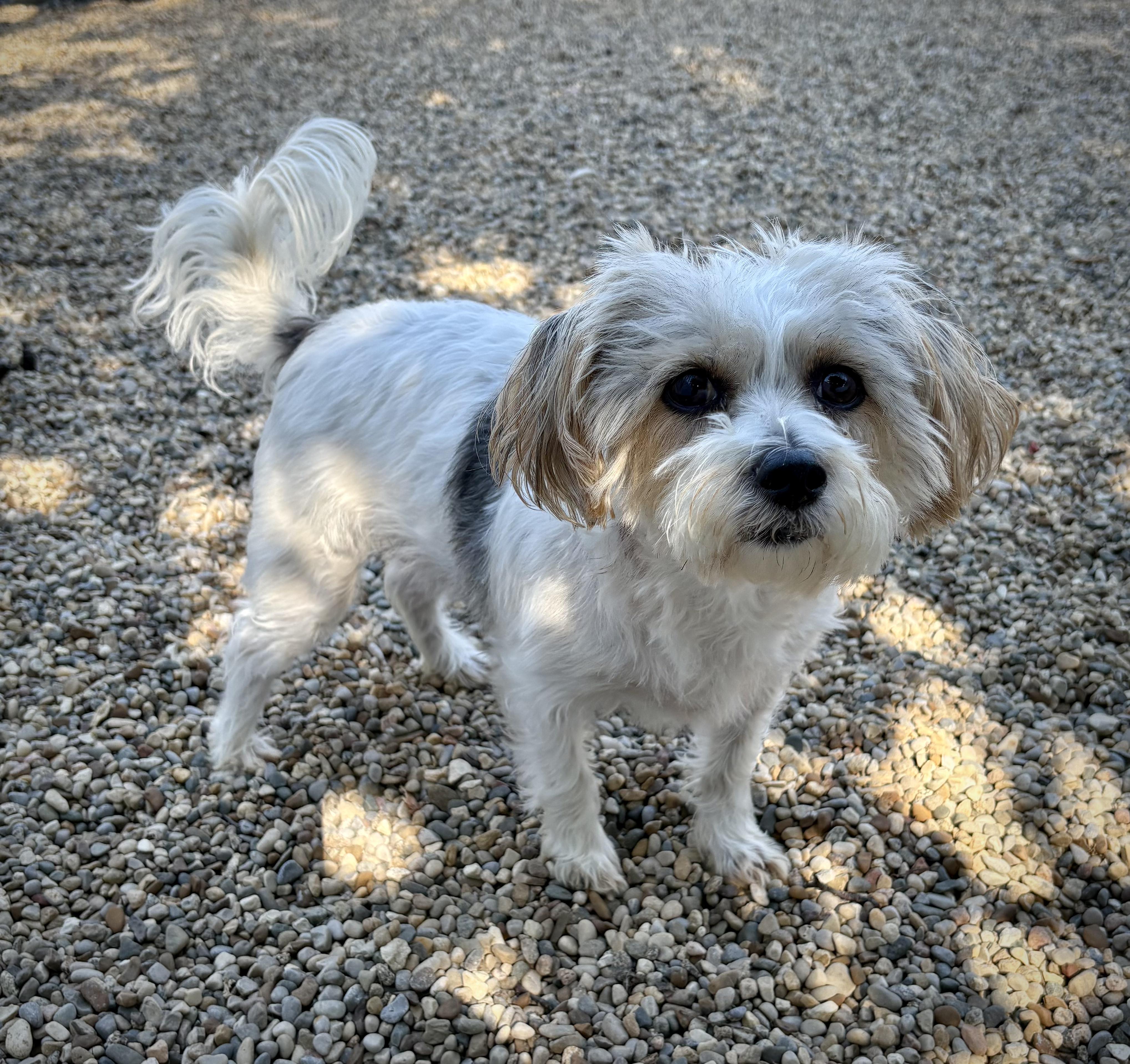 Zeb and Zena, a ADOPTABLE Chorkie in Kalamazoo, MI image 1/6