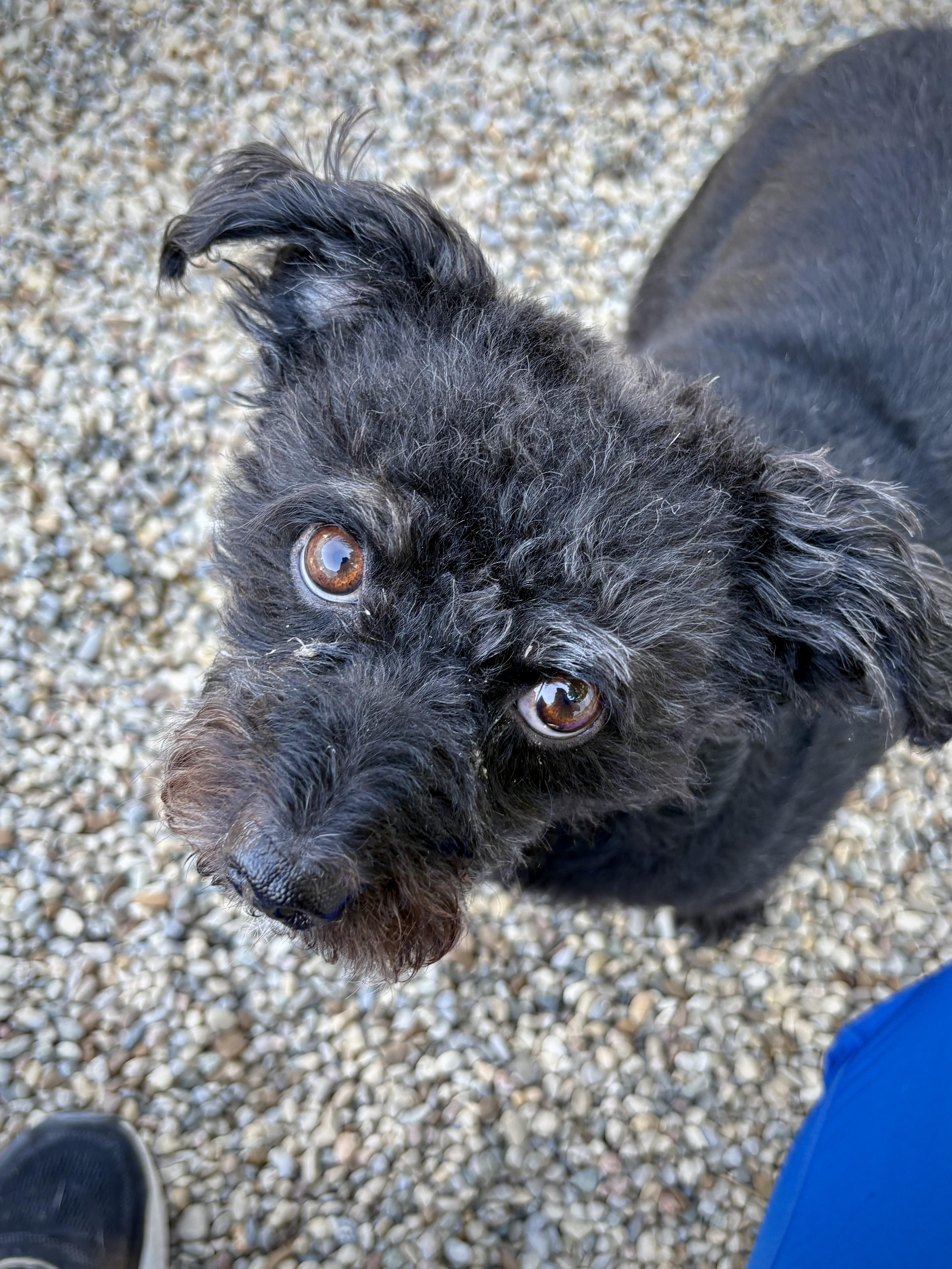 Zeb and Zena, a ADOPTABLE Chorkie in Kalamazoo, MI image 4/6