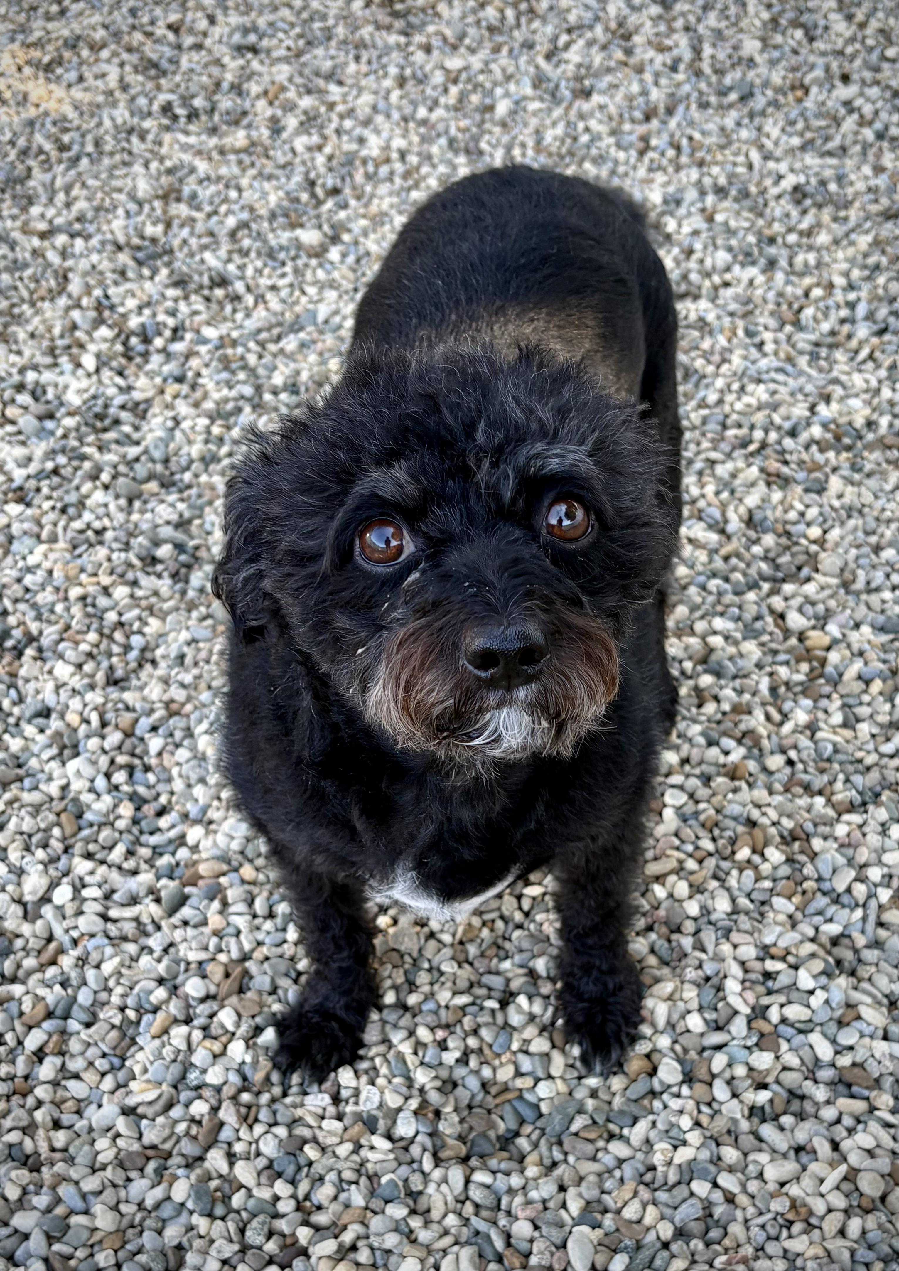 Zeb and Zena, a ADOPTABLE Chorkie in Kalamazoo, MI image 6/6