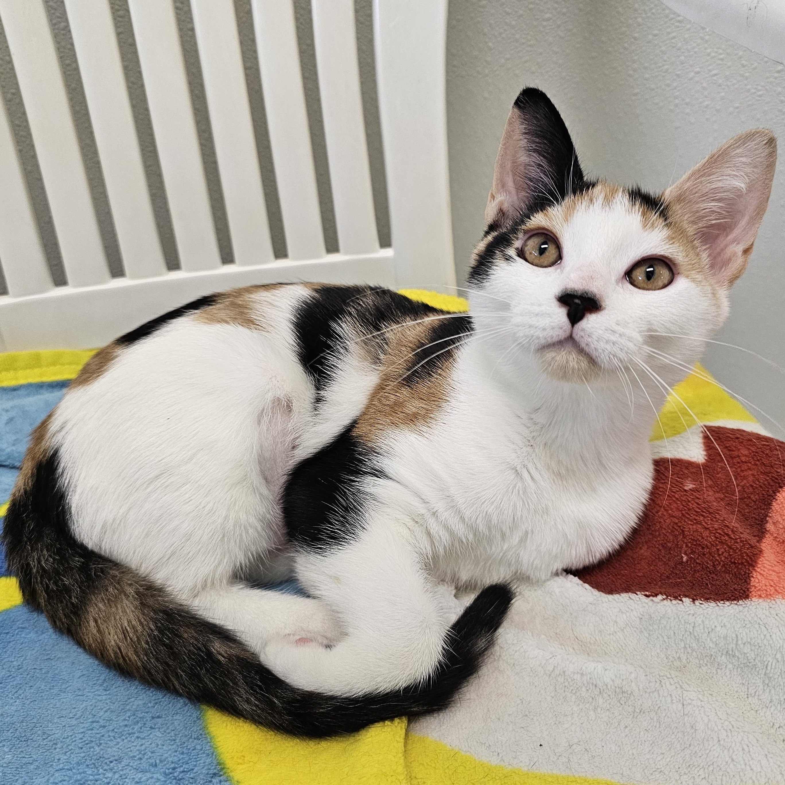 Calico Cat Adoption: Ultimate Guide to Finding Your Perfect Pet