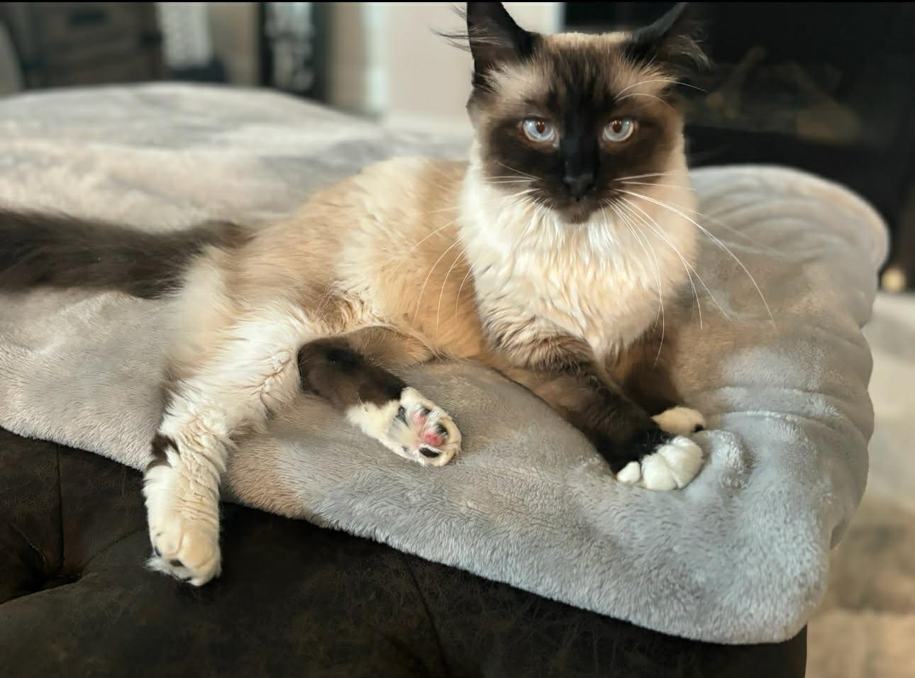 Cream, adopted, Adult Female Domestic Long Hair & Siamese.
