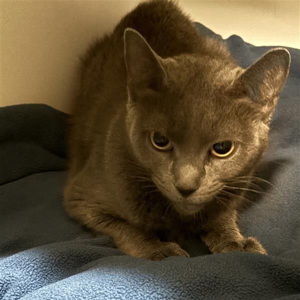 Enlarge Cindy, a Adoptable Domestic Short Hair in Baltimore, MD image 1/1