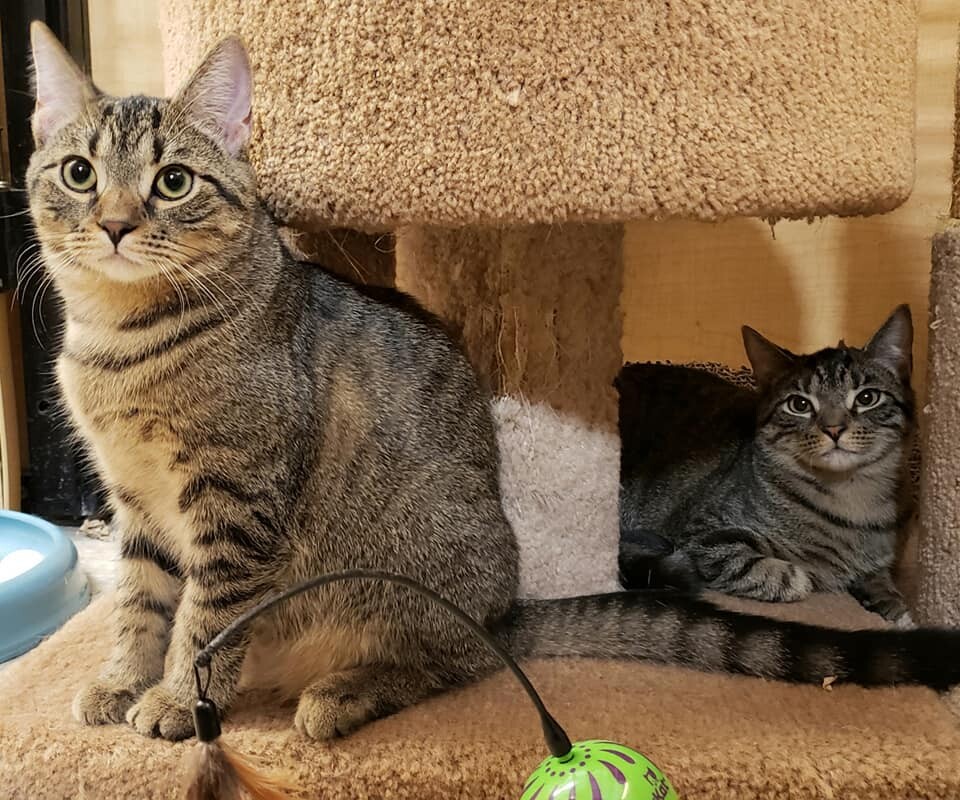 BONDED BROTHERS -  Keko & Eddie, adoptable, Adult Male Domestic Short Hair & Tabby.
