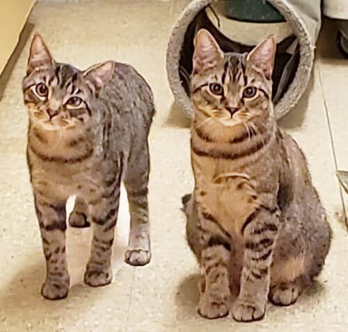 Enlarge BONDED BROTHERS -  Keko & Eddie, an adoptable mixed breed in Abington, PA image 2/4