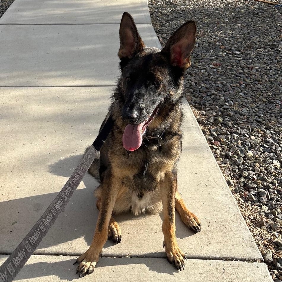 Enlarge Pharaoh, a ADOPTABLE German Shepherd Dog in Phoenix, AZ image 3/4