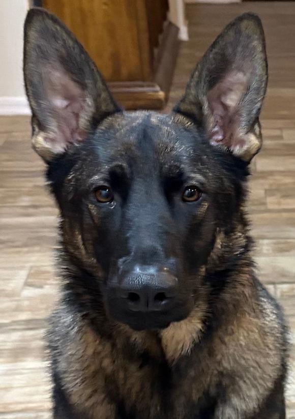 Pharaoh, ADOPTABLE, Young Male German Shepherd Dog.