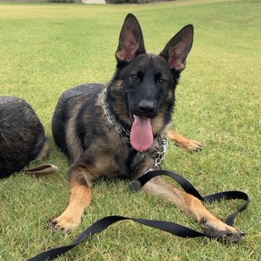 Enlarge Pharaoh, a ADOPTABLE German Shepherd Dog in Phoenix, AZ image 4/4