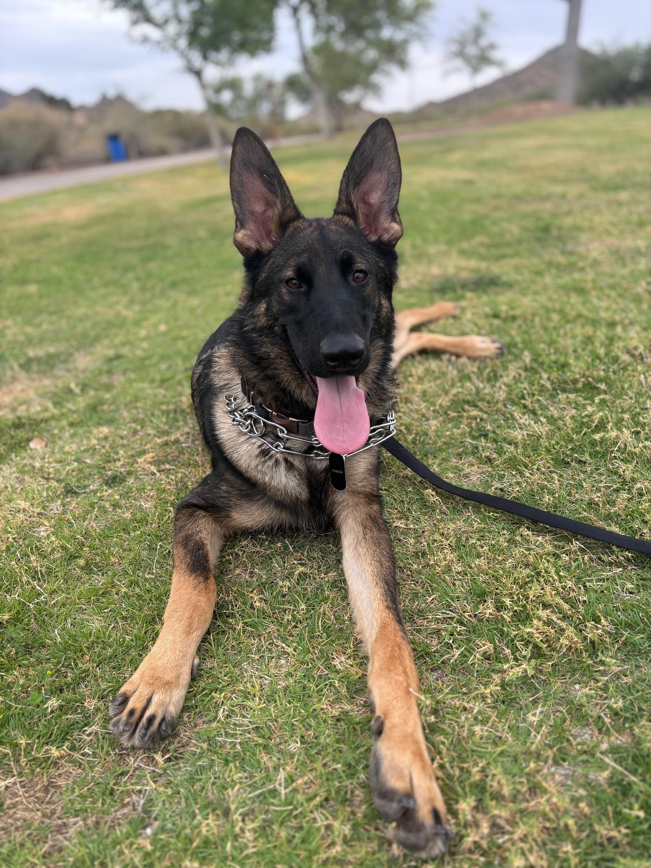 Enlarge Pharaoh, a ADOPTABLE German Shepherd Dog in Phoenix, AZ image 2/4