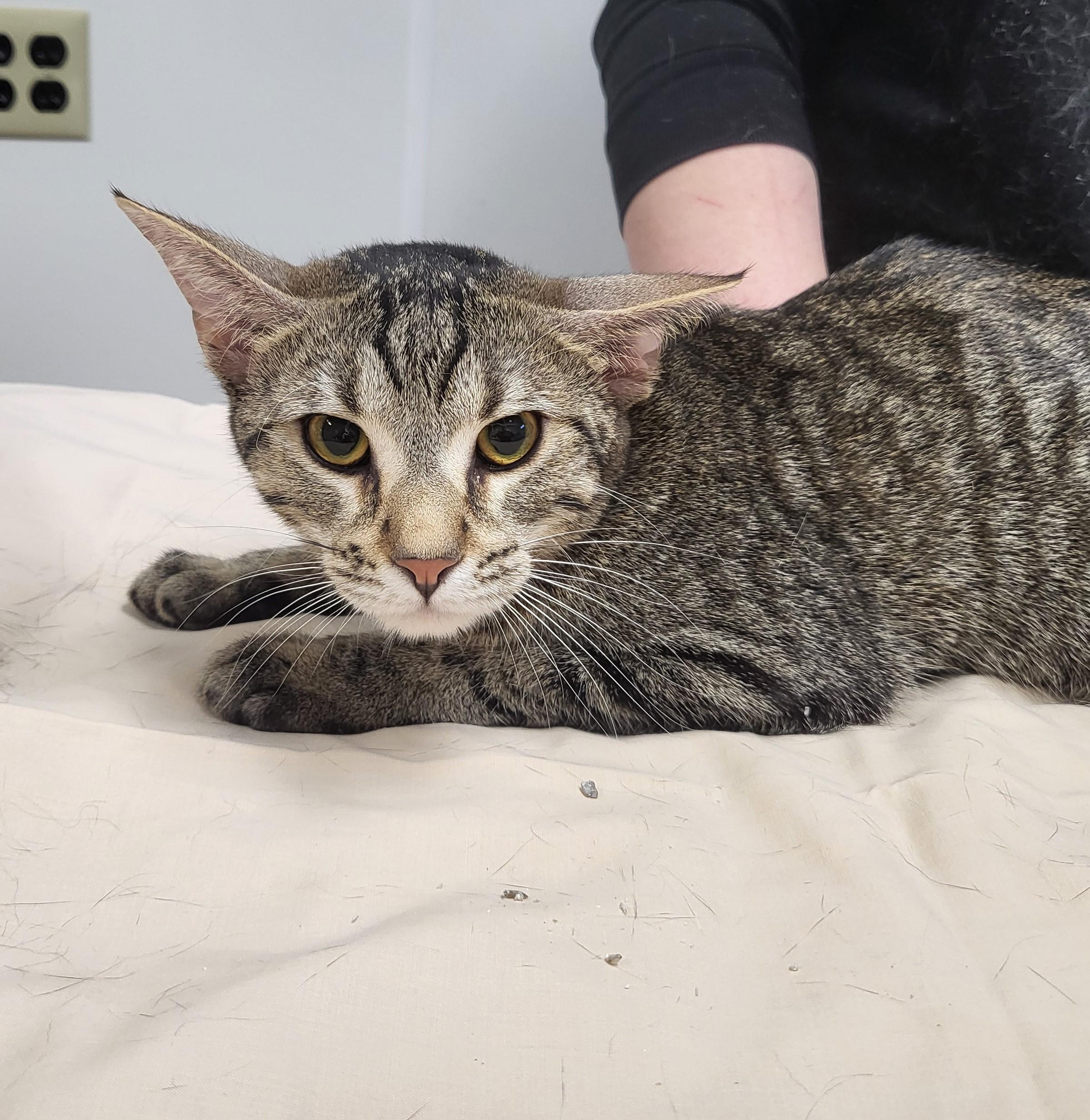 Basil, ADOPTABLE, Adult Female Domestic Short Hair.