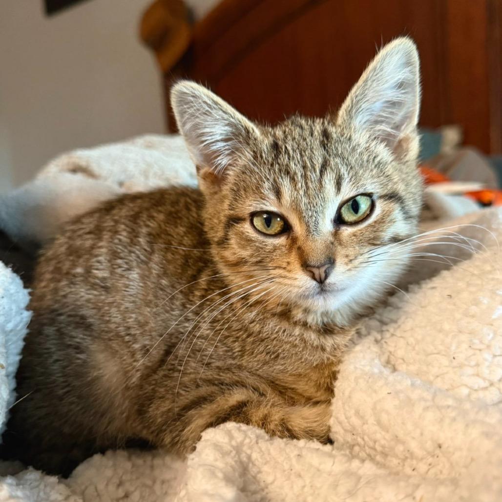 Ghost, Adoptable, Kitten Female Domestic Short Hair.