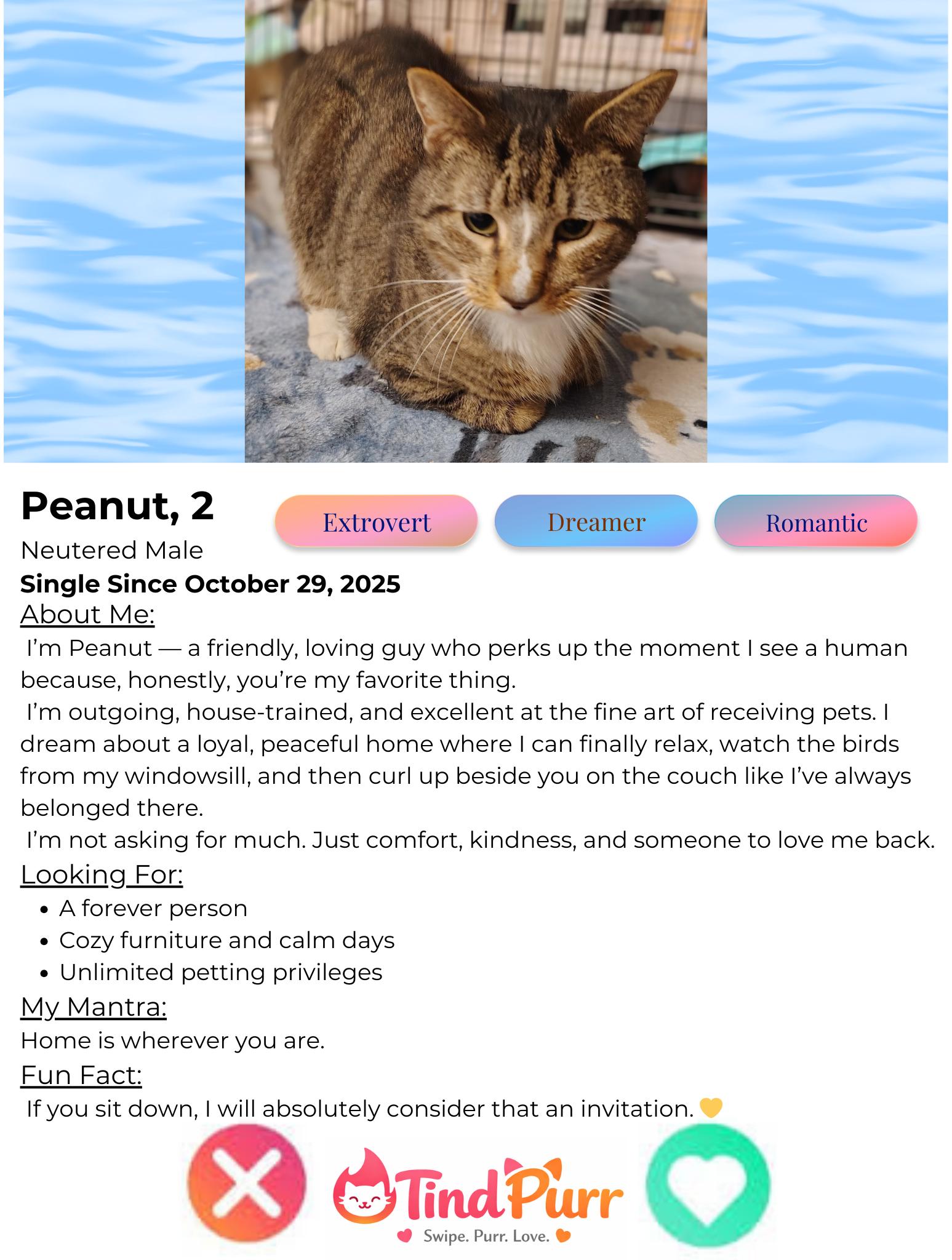 Enlarge Peanut, a Adoptable Domestic Short Hair in Indiana, PA image 2/5