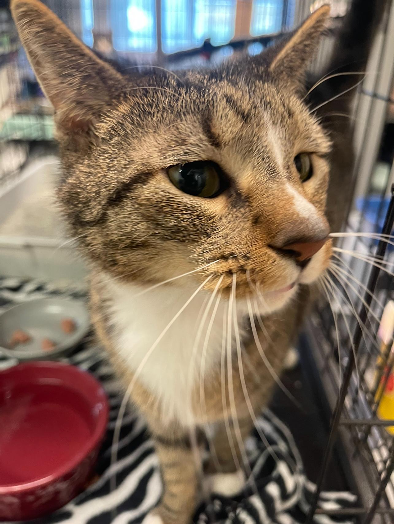 Enlarge Peanut, a Adoptable Domestic Short Hair in Indiana, PA image 5/5