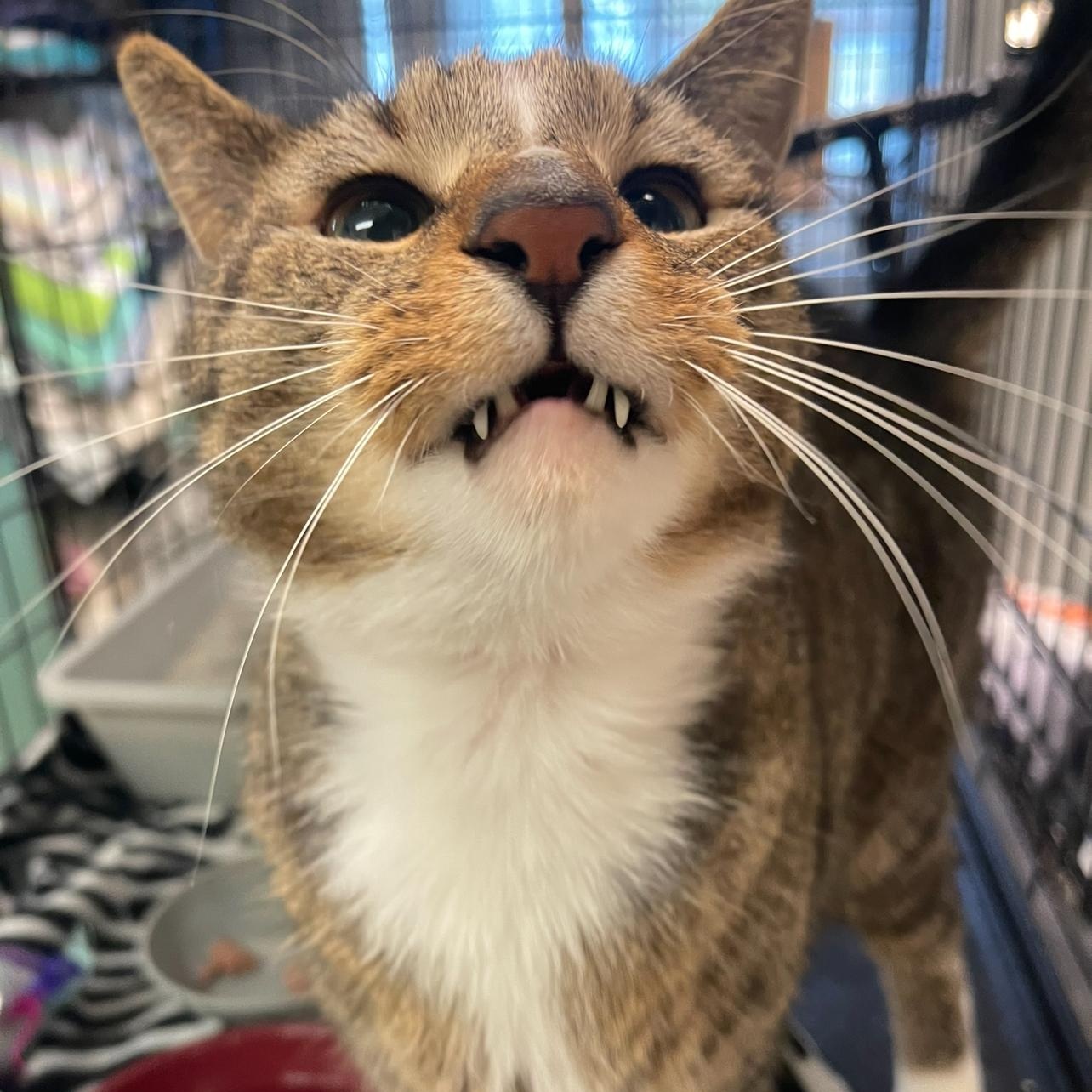 Peanut, Adoptable, Adult Male Domestic Short Hair.