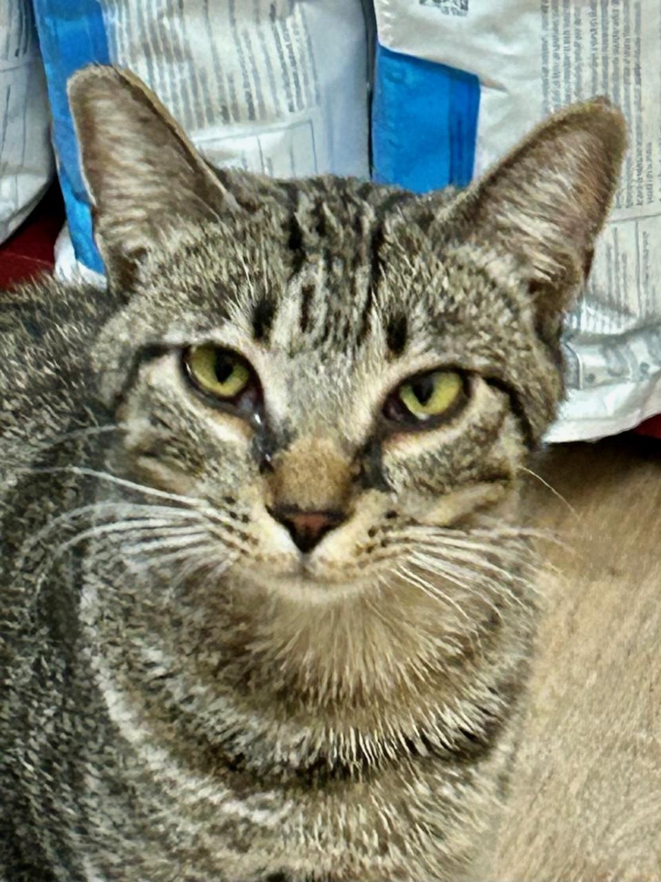 Larry, Adoptable, Adult Male Domestic Short Hair.