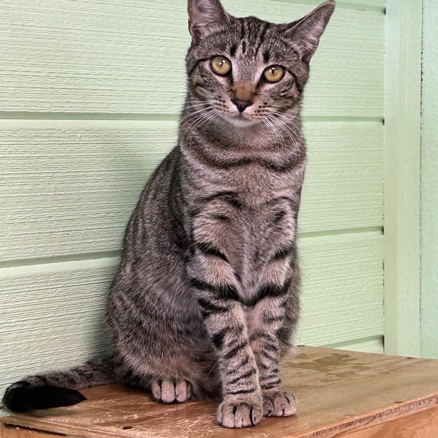 Enlarge Larry, a Adoptable mixed breed in Avalon, CA image 2/3