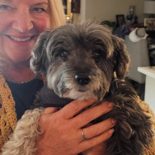 Bootsie, Adoptable, Senior Female Poodle & Schnauzer.