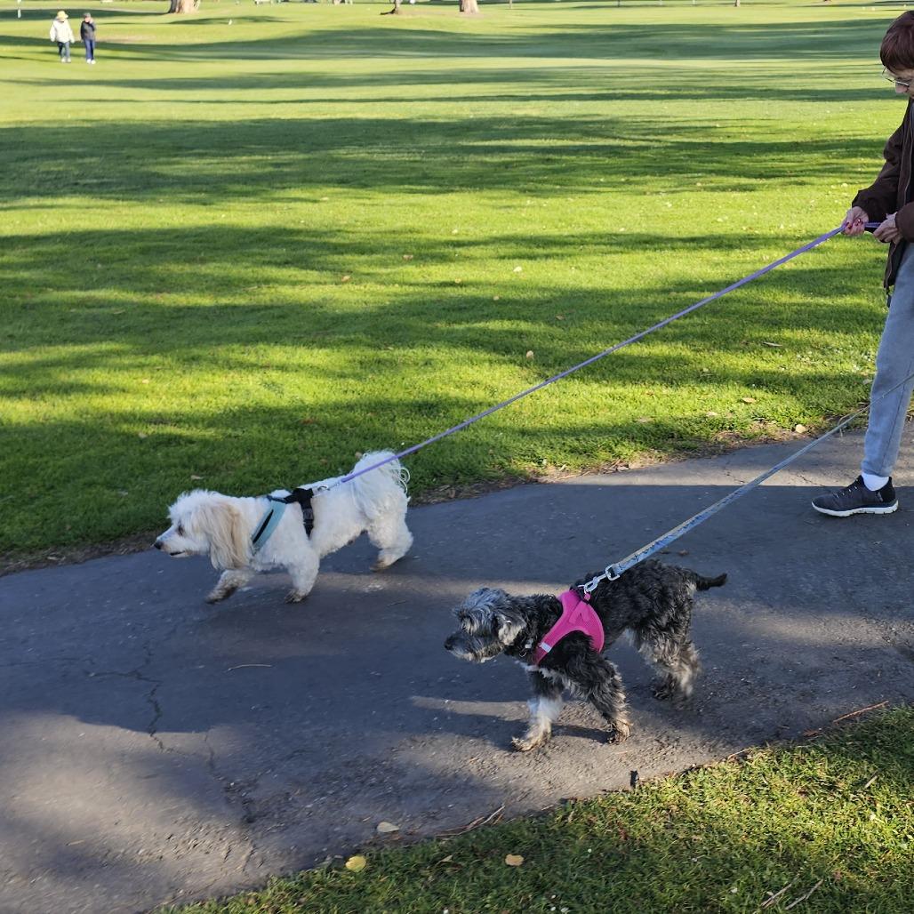 Enlarge Bootsie, a Adoptable mixed breed in Pacifica, CA image 3/5