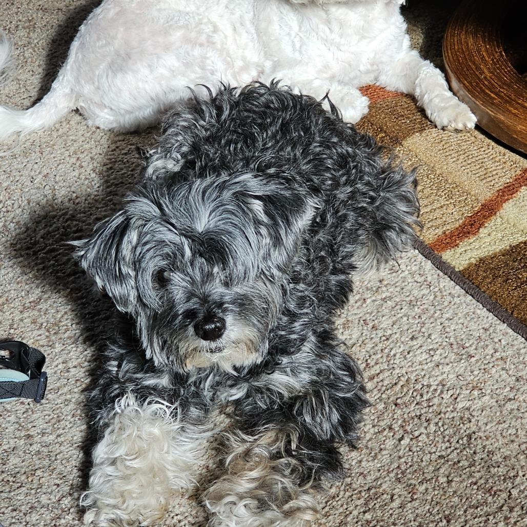 Enlarge Bootsie, a Adoptable mixed breed in Pacifica, CA image 4/5