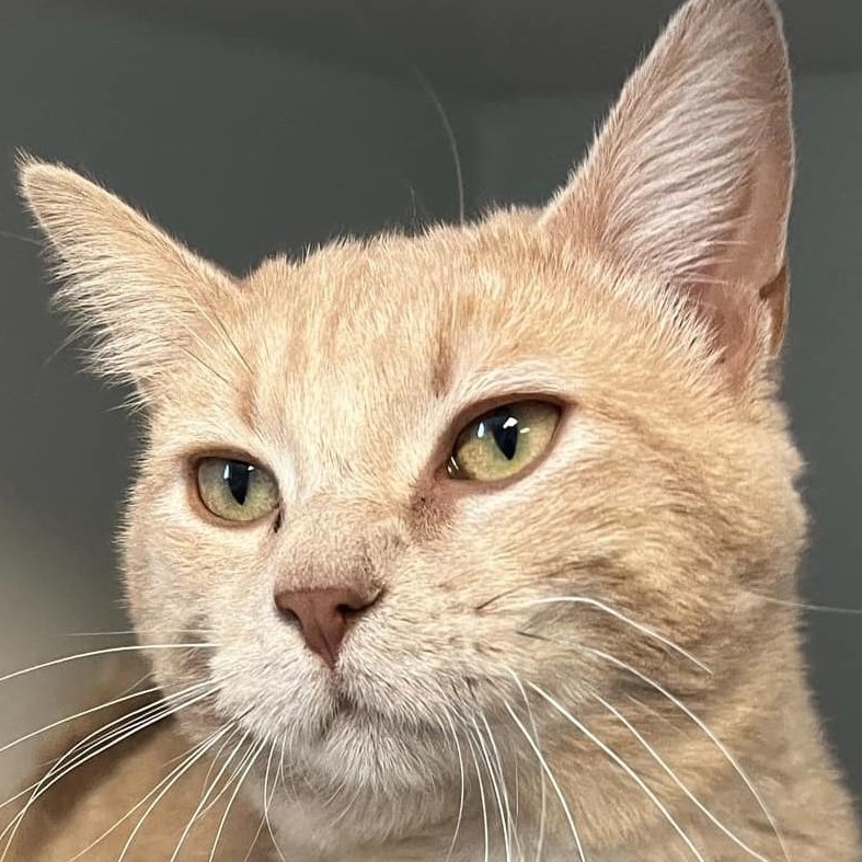 Butternut — thumbnail 2