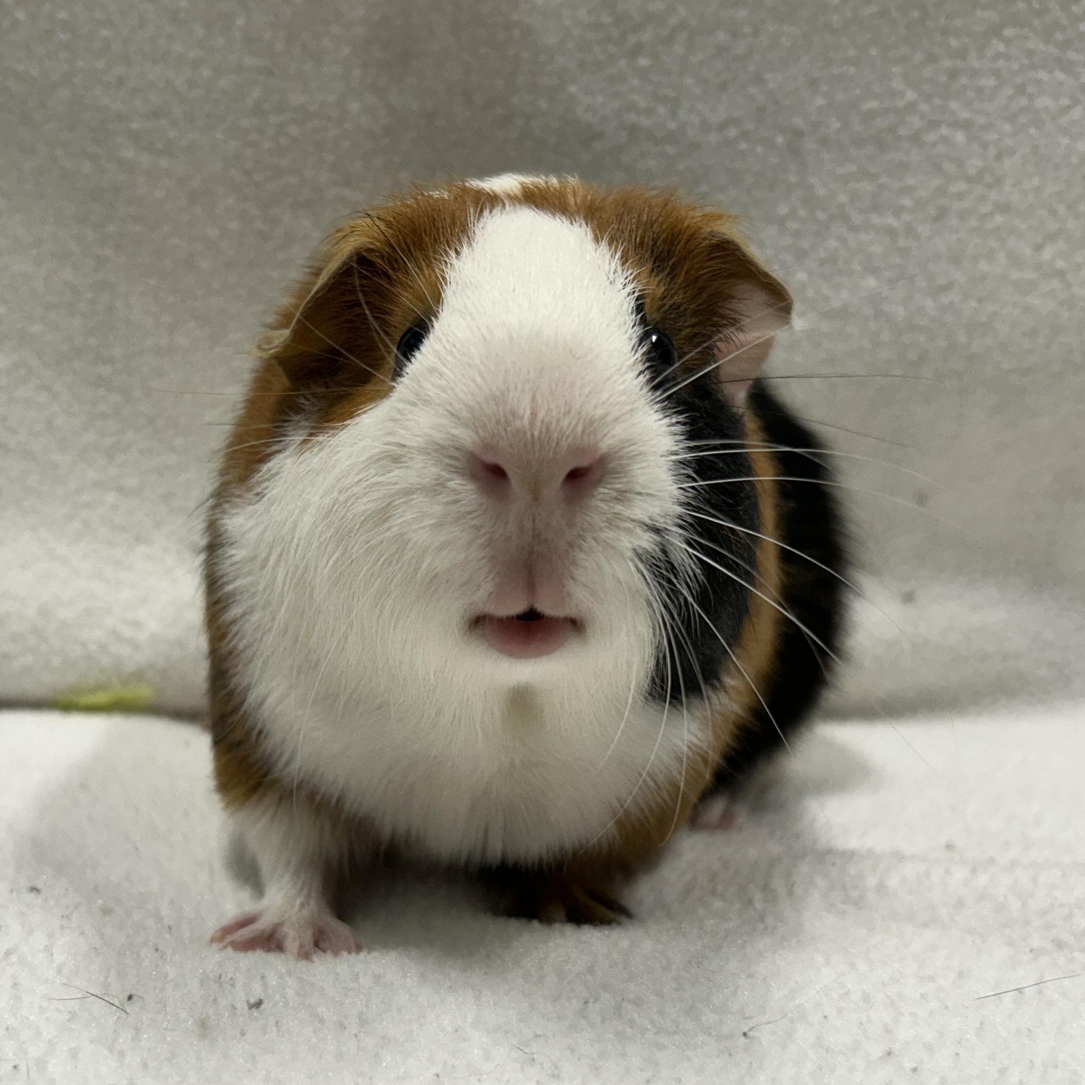 Levi and Noah, an adoptable Guinea Pig in Edgewood, MD image 6/6