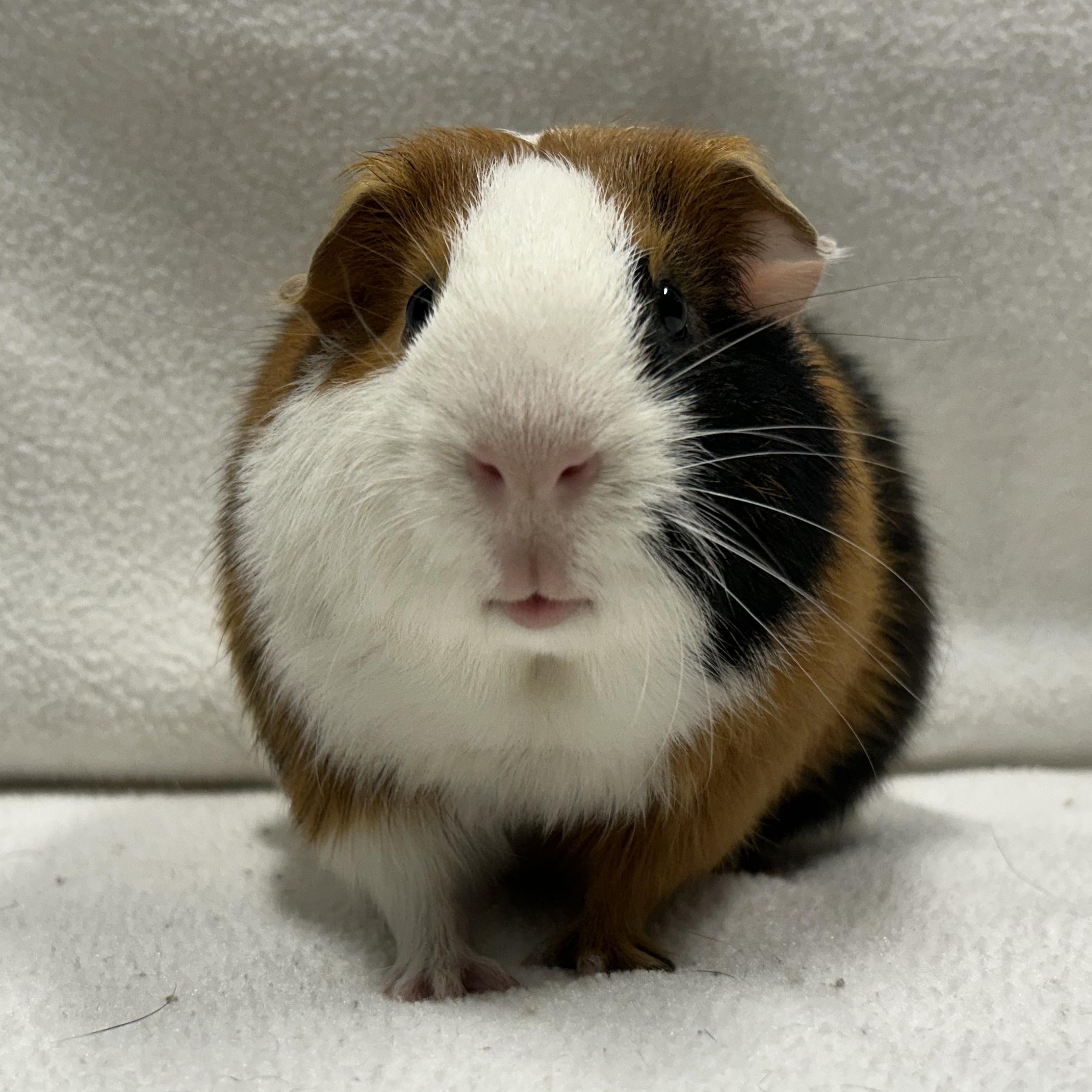 Levi and Noah, an adoptable Guinea Pig in Edgewood, MD image 3/6