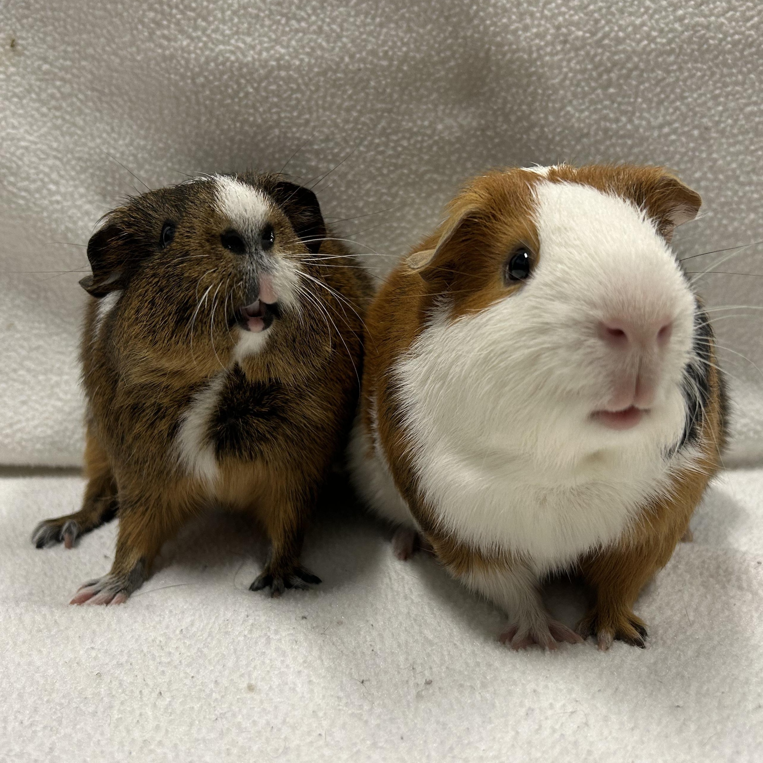 Levi and Noah, an adoptable Guinea Pig in Edgewood, MD image 4/6