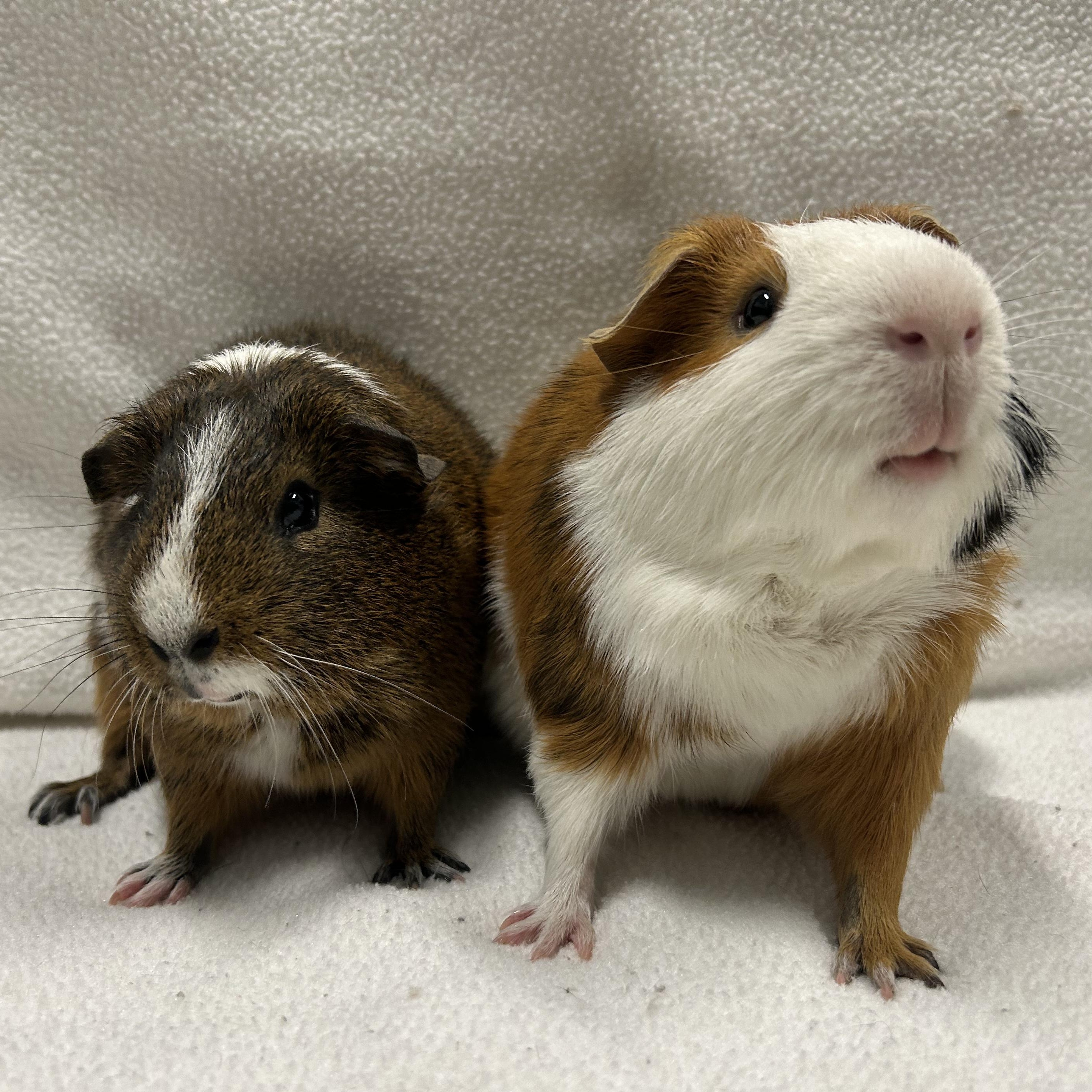 Levi and Noah, an adoptable Guinea Pig in Edgewood, MD image 1/6