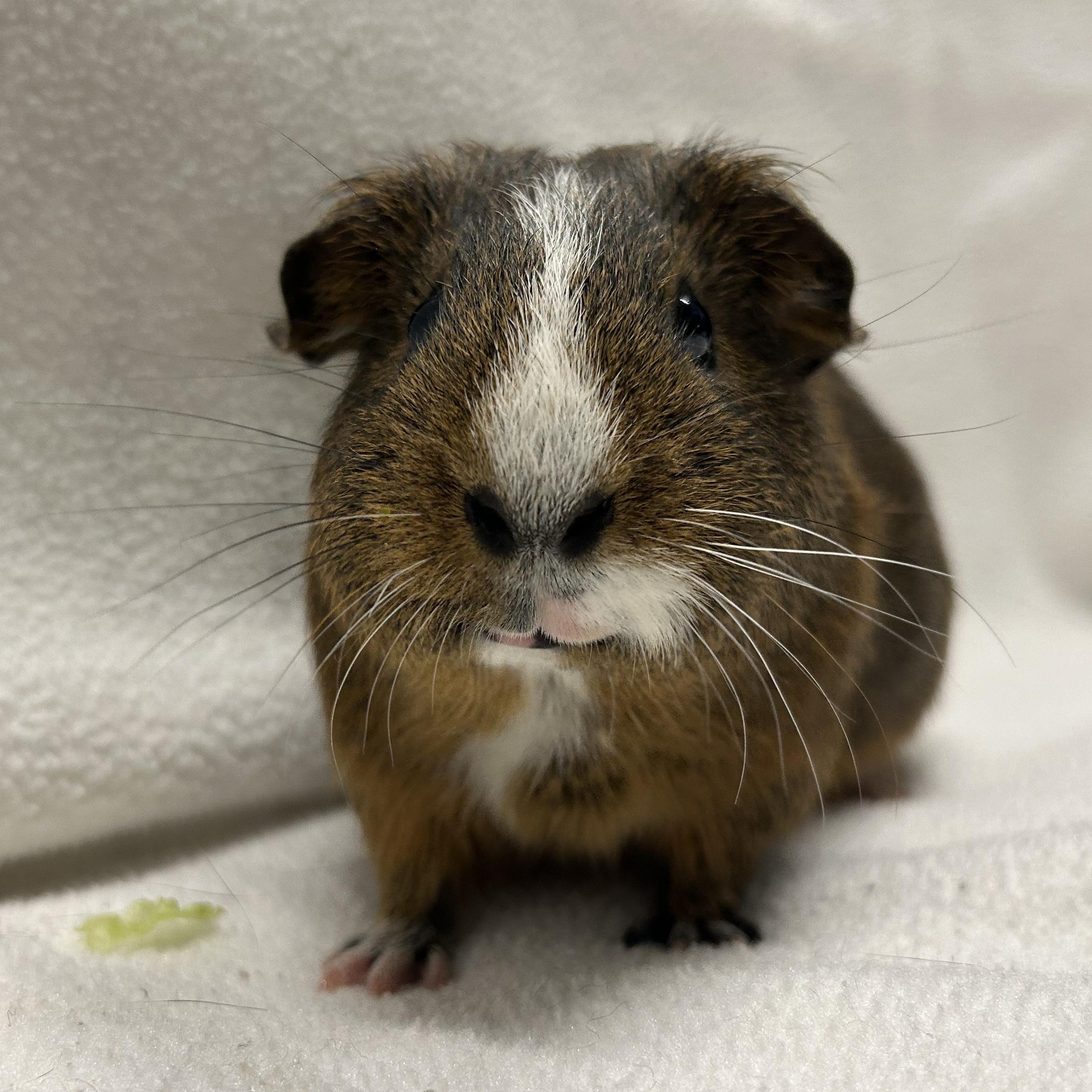 Levi and Noah, an adoptable Guinea Pig in Edgewood, MD image 2/6