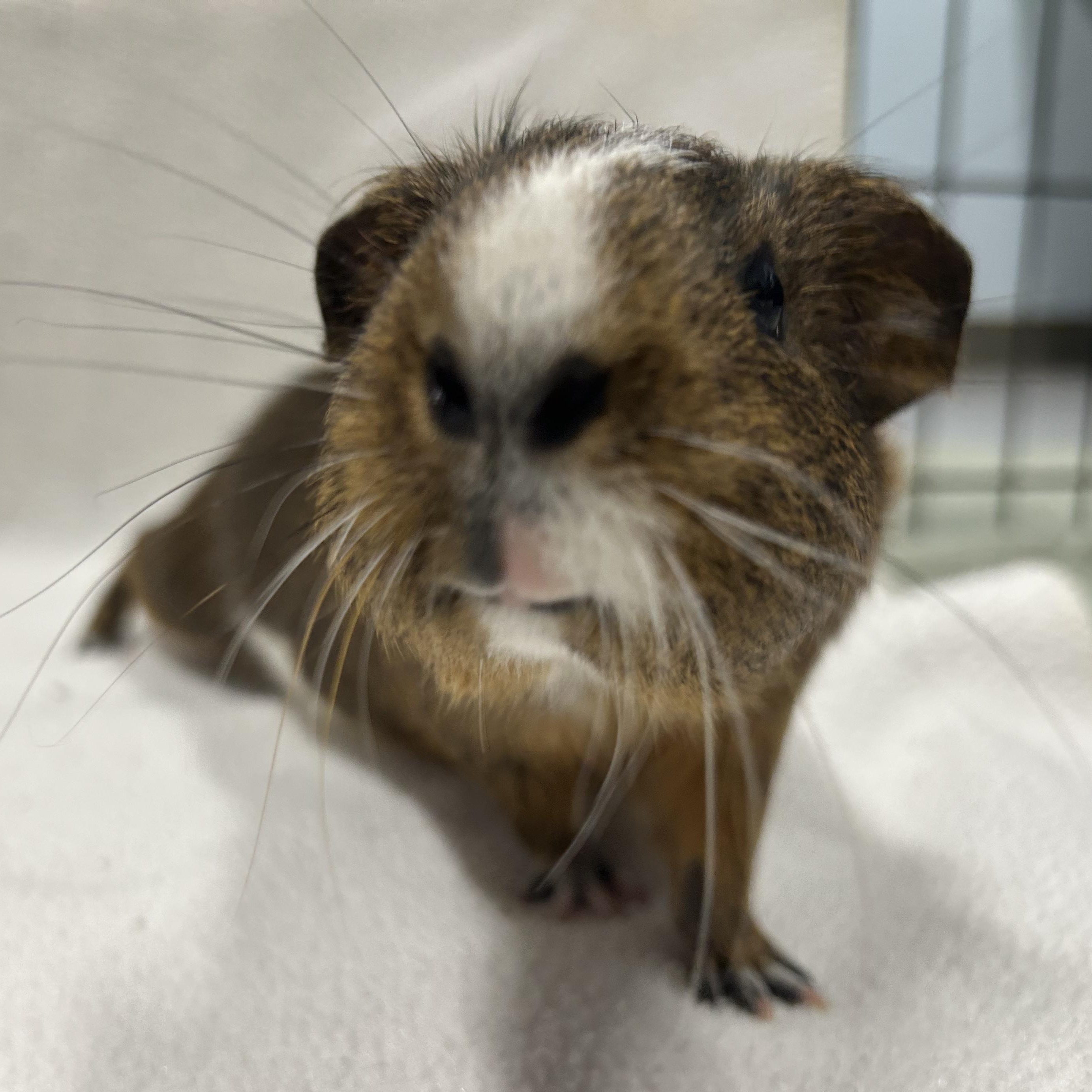 Levi and Noah, an adoptable Guinea Pig in Edgewood, MD image 5/6