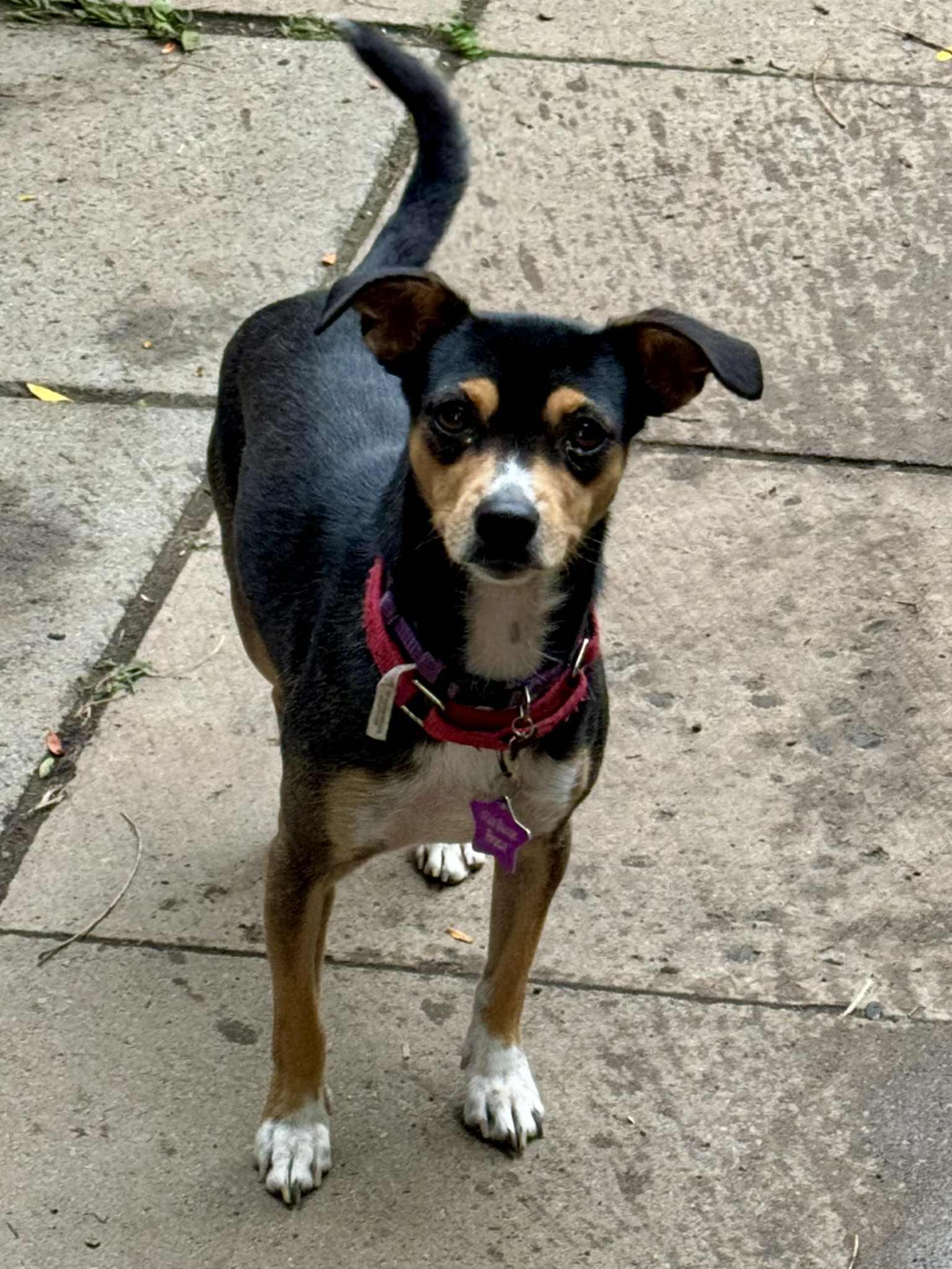 Baylor, Adoptable, Adult Female Chihuahua.