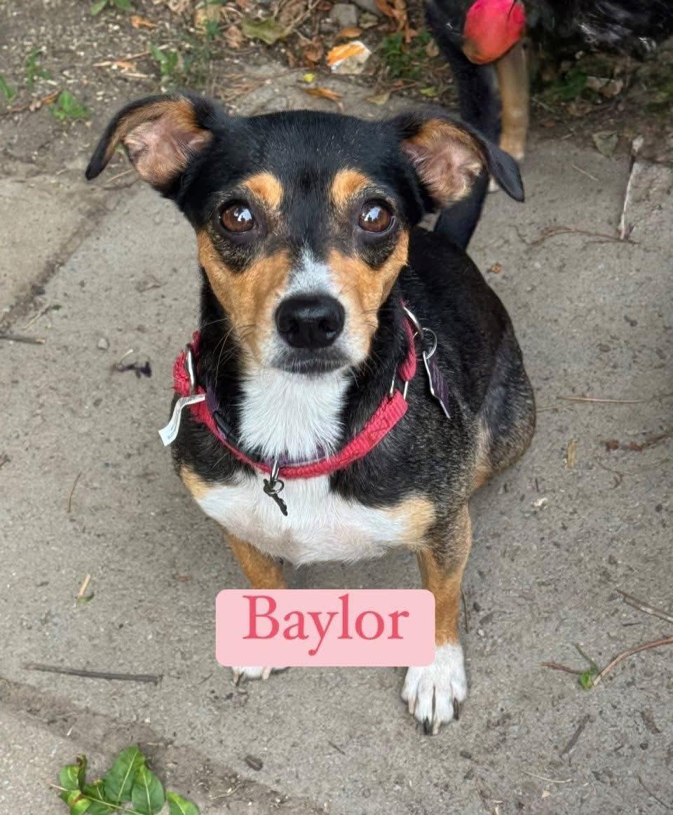 Baylor, a Adoptable Chihuahua in Buffalo, NY image 2/2