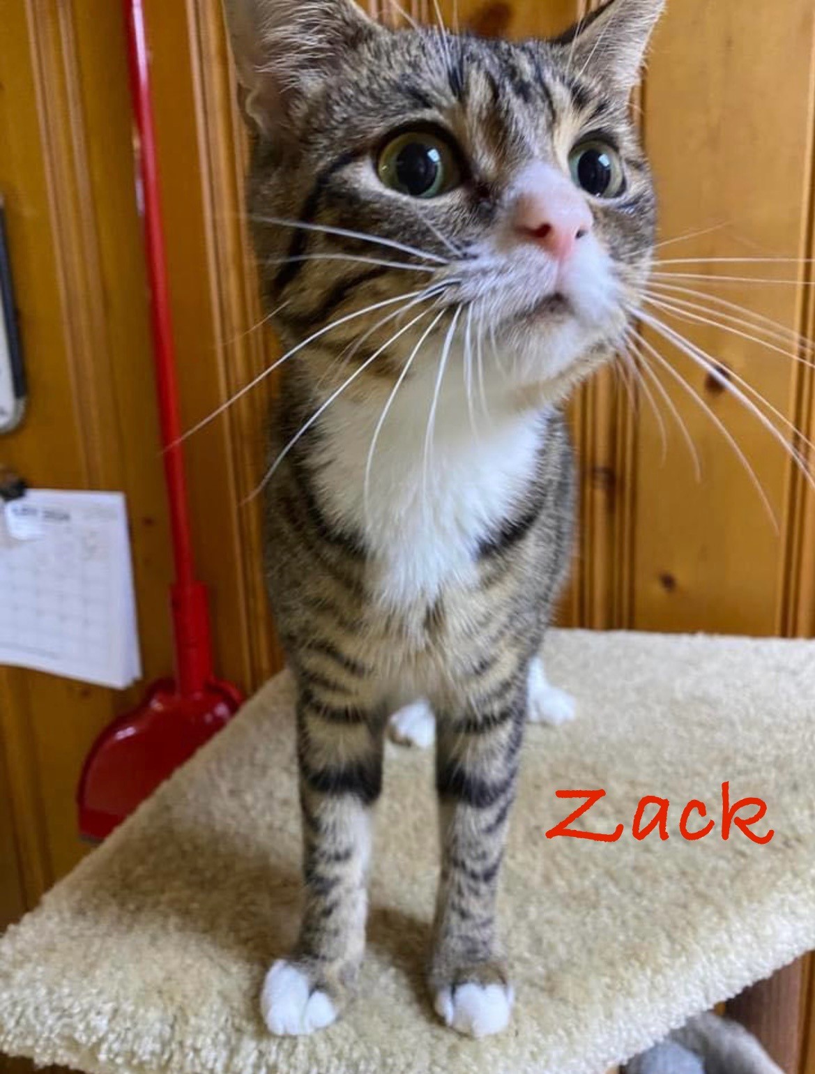 Zack, an adoptable Domestic Short Hair in Elloree, SC, 29047 | Photo Image 1