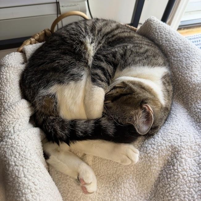 Enlarge Dunk, a ADOPTABLE American Shorthair in brooklyn, NY image 4/6