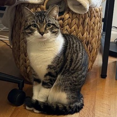 Enlarge Dunk, a ADOPTABLE American Shorthair in brooklyn, NY image 1/6