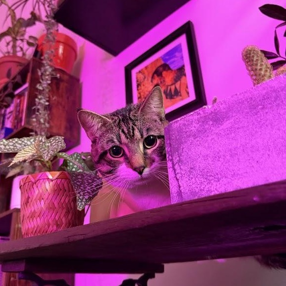 Enlarge Dunk, a ADOPTABLE American Shorthair in brooklyn, NY image 5/6