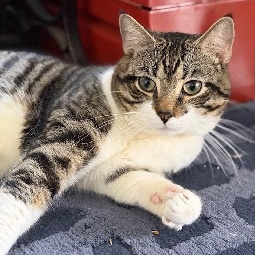 Enlarge Dunk, a ADOPTABLE American Shorthair in brooklyn, NY image 3/6
