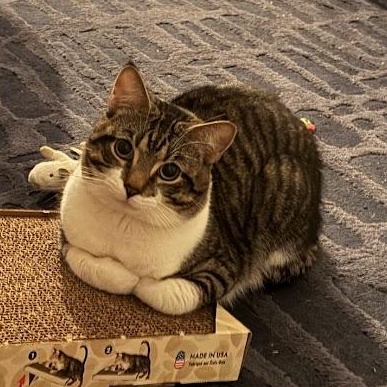 Enlarge Dunk, a ADOPTABLE American Shorthair in brooklyn, NY image 2/6